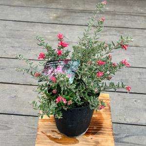 花苗 観葉植物:グレビレア ジェリーベイビー*5...の商品画像