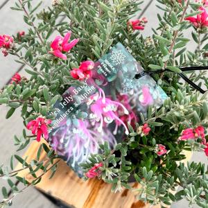 花苗 観葉植物:グレビレア ジェリーベイビー*...の詳細画像1