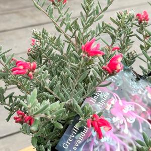 花苗 観葉植物:グレビレア ジェリーベイビー*...の詳細画像2