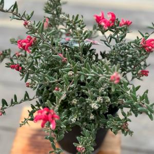花苗 観葉植物:グレビレア ジェリーベイビー*...の詳細画像3