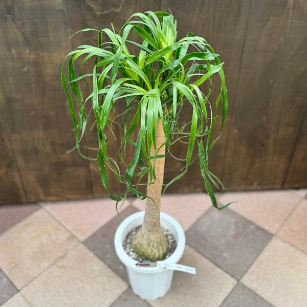 観葉植物 ノリナ：ポニーテール トックリラン*8号 現品をお届け 2番