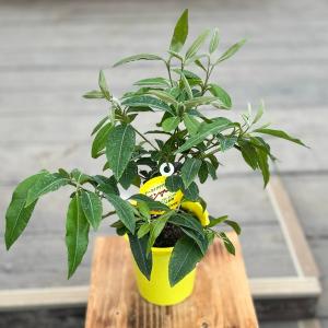 観葉植物　ハーブ　鉢花：レモンマートル*4号｜y-bonsai