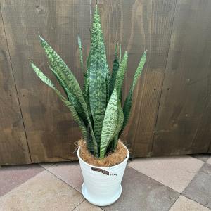 おしゃれ 観葉植物：サンスベリア ゼラニカ　鉢植え*セラアート 受皿付 ココヤシ飾り Sansevieria zeylanica  サンセベリア｜y-bonsai