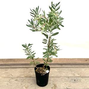 おしゃれ 観葉植物 花苗：プロテア　スザンナエ*6号 Protea susannae｜y-bonsai