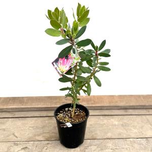 おしゃれ 観葉植物 花苗：プロテア　エキシミア*6号 Protea eximia｜y-bonsai