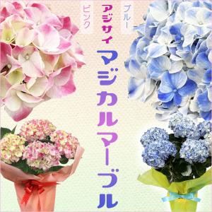まだ間に合う 母の日　プレゼント：アジサイ　マジカルマーブル*ラッピング付　花色選べます　紫陽花｜y-bonsai