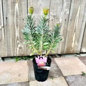 おしゃれ 観葉植物 鉢花：リューコスペルマム ソーエクスクイジット*リュウコスペルマム  ピンクッション 5号｜y-bonsai