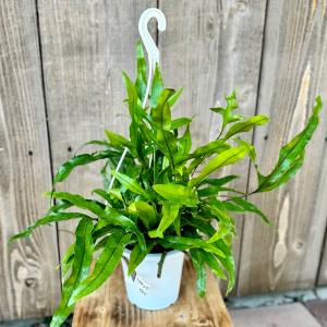 おしゃれ 観葉植物:ミクロソリウム ディベルシフ...の商品画像