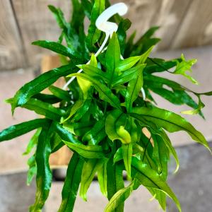おしゃれ 観葉植物:ミクロソリウム ディベルシ...の詳細画像1