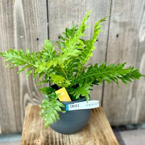 おしゃれ 観葉植物 キンモウコウ：ゴールデンモンキー タカワラビ*金毛