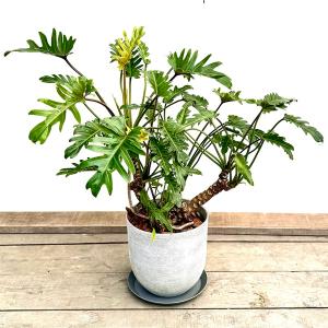 おしゃれ 観葉植物：クッカバラ  鉢植え 受皿付*フィロデンドロン ザナドゥ（gray）｜y-bonsai
