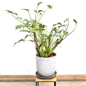 おしゃれ 観葉植物：フィロデンドロン コブラ*5号吊り鉢 : 遊恵