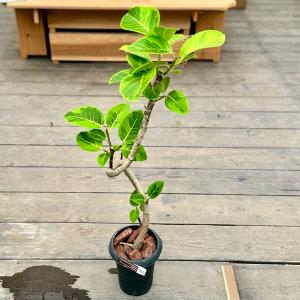 おしゃれ 観葉植物：オリーブの木 マンザニロ 7号*現品4 SOUJU 創樹