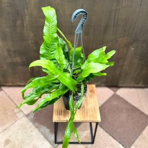 観葉植物：ピロシア ロンギフォリア*底面給水ポット : 遊恵盆栽 Yahoo