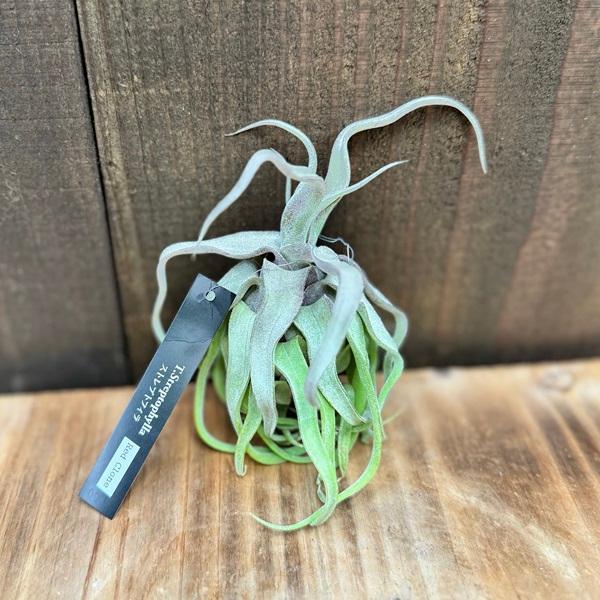 おしゃれ　観葉植物　エアープランツ：チランジア ストレプトフィラ レッドクローン R*