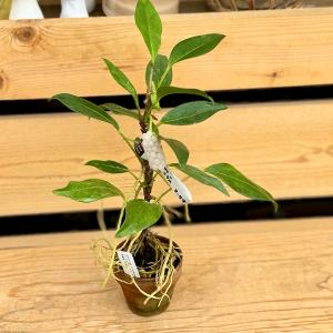おしゃれ 観葉植物：アンスリウム スカンデンス*2.5号素焼き鉢 アンスリューム つる性 ノボリウチワ 登り団扇｜y-bonsai