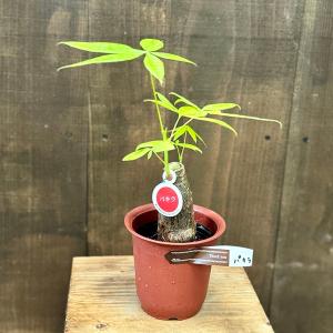 観葉植物 アンスリウム アロー アンスリウム アロー 税込2980円 #観葉植物 #アンスリウム