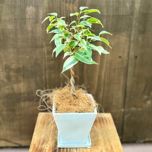 おしゃれ 観葉植物:フィカス ベンジャミン スターライト タワー おしゃれ 観葉植物:フィカス ベンジャミン スターライト タワー