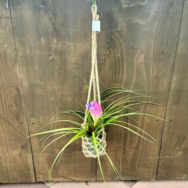 観葉植物：チランジア キアネア ガラス吊り鉢*エアプランツ エアープランツ Tillandsia c...