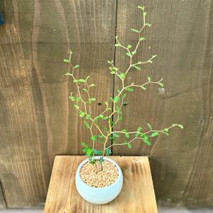 シンボルツリー 観葉植物：オリーブの木 ジャンボカラマタ*10号 現品を