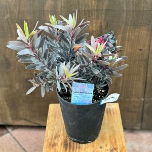 鉢花 観葉植物：リューカデンドロン バーガンディサンセット*5号