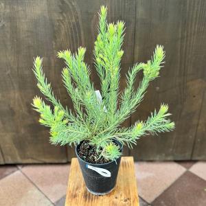 バンクシア ブレクニフォリア 5号スリット鉢植え : 苗木部 花