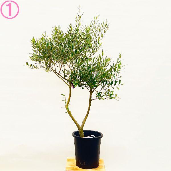 おしゃれ　観葉植物 選べる現品：オリーブの木 ピクアル  8号*現品　大型佐川急便