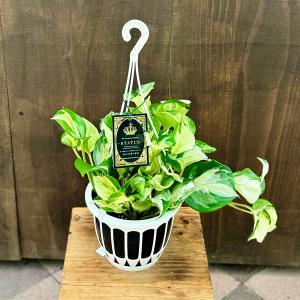おしゃれ 観葉植物：ポトス テルノシャングリラ*5号 吊り鉢 : 遊恵盆栽