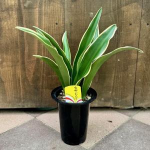 送料無料！】万年青（オモト）5号鉢 : カワナミプランテーション