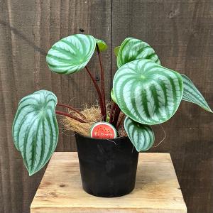ミドリサンゴ ミルクブッシュ 130cm 観葉植物：ミルクブッシュ*プラポット 4号 ミドリサンゴ : 遊恵
