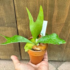 ステマリア　ビカクシダ　 吊り下げ式観葉植物 おしゃれ 観葉植物：ビカクシダ コウモリラン ステマリア*7号吊り