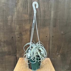 Tillandsia duratii チランジア ドゥラティ　エアープランツ 41U3dhsrkFL.jpg_BO30,255,255,