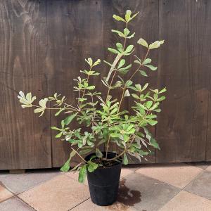 おしゃれ 観葉植物：バンクシア バウエリ *ウーリーバンクシア