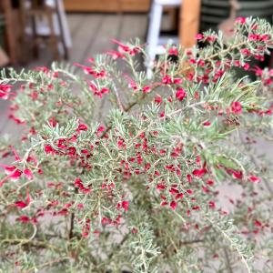 花苗 観葉植物:グレビレア プーリンダイルミナ...の詳細画像1
