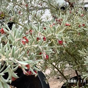 花苗 観葉植物：グレビレア プーリンダイルミナ*オージー