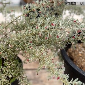 特③葉も花も楽しめる人気のオージープランツ・グレビリア・プーリンダ・イルミナ 花苗 観葉植物：グレビレア プーリンダイルミナ*オージー
