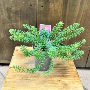 花苗 観葉植物：グレビレア スプレンダー*オージープランツ Grevillea