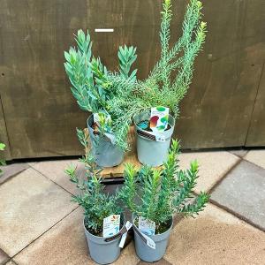 オージープランツ 観葉植物 鉢花：リューコスペルマム