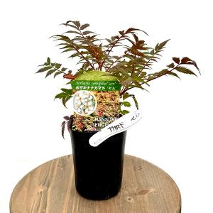 花苗 観葉植物：グレビレア クリームパッション*5号 オージープランツ