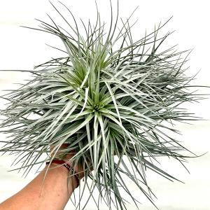 #エアープランツ　ティランジアベルゲリー大型クランプ エアープランツ ティランジアベルゲリー大型クランプ 大型エアー