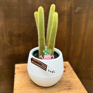 観葉植物 希少 サボテン：ヒモサボテン 黄金ヒルデウィンテラ*プラポット