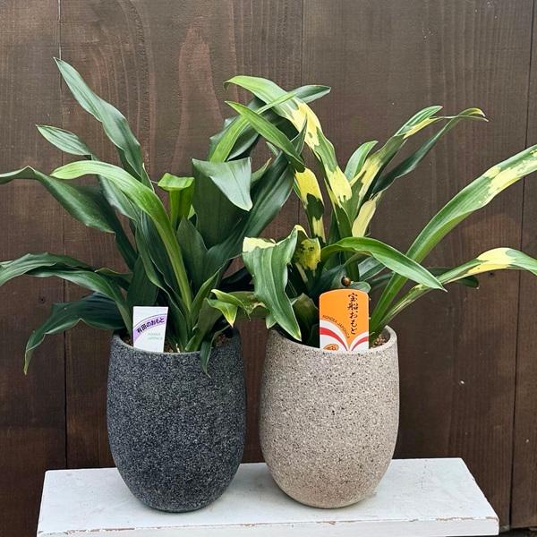 おしゃれ 観葉植物 鉢色選べます：オモト　鉢植え*おもと 万年青