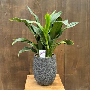 おしゃれ 観葉植物 鉢色選べます:オモト 鉢植...の詳細画像1