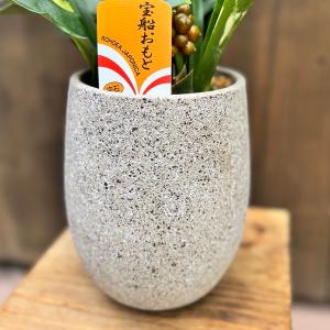 おしゃれ 観葉植物 鉢色選べます:オモト 鉢植...の詳細画像4