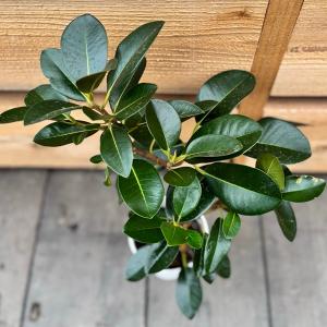 おしゃれ 観葉植物:フランスゴムの木*4号セラ...の詳細画像1