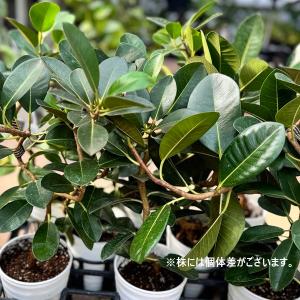 おしゃれ 観葉植物:フランスゴムの木*4号セラ...の詳細画像2