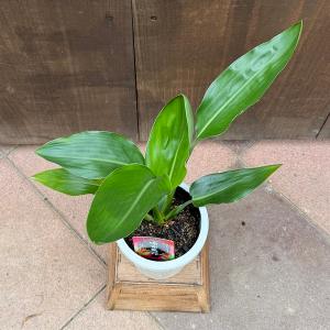観葉植物:ストレリチア レギネ*4号プラポットの詳細画像1