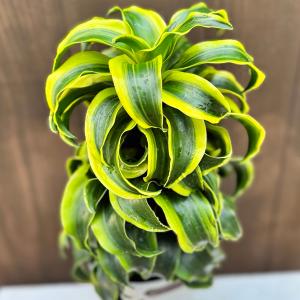 観葉植物:ドラセナ トルネード*5号 セラアー...の詳細画像2