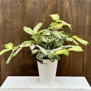 観葉植物:ドラセナ ゴッドセフィアナ*ドラセナ ...の商品画像