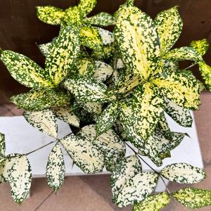 観葉植物:ドラセナ ゴッドセフィアナ*ドラセナ...の詳細画像1
